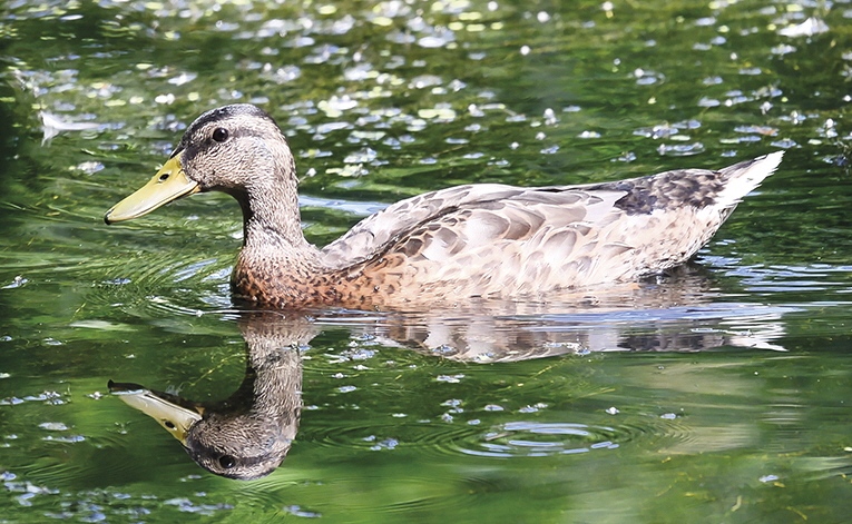 Ente_bachwiesen_25_06_20_RGB_Nusser